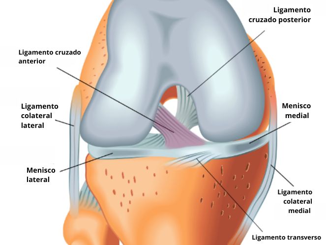 Artroscopia, a cirurgia na rotura do ligamento cruzado anterior do joelho